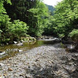 渓流ミノーイング